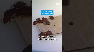 ‘Disturbing': 100K bed bugs believed to be in Mass. condo as infestation spreads