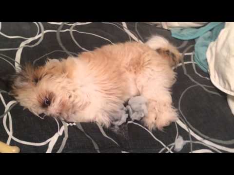 Buddy ripping the bed sheets