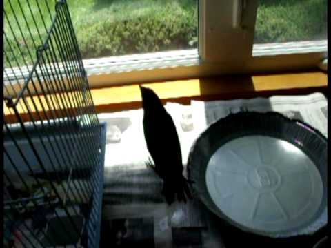 W.B. the starling's dance lesson (#7 of 9)