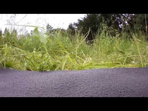 Käfer Beetle Attacke