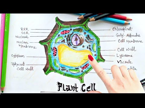 Plant cell hi-res stock photography and images - Alamy-saigonsouth.com.vn