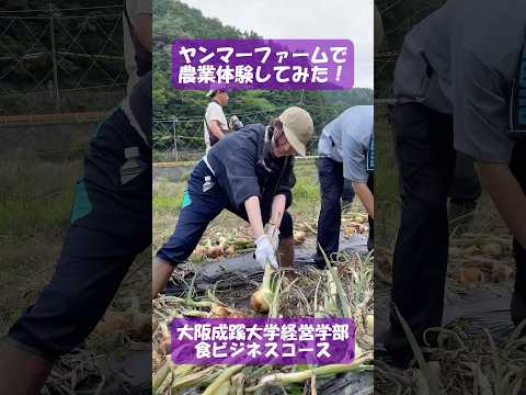 【大阪成蹊大学 経営学部】ヤンマーファームで農業体験してみた！〜食ビジネスコース〜