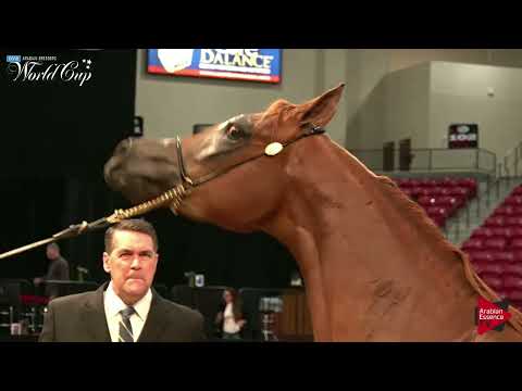 N.121 AMERIKAN HONEY PA - LAS VEGAS 2019 - Arabian World Cup Junior Mares ATH (Class 102)