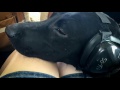 Vixen S Dog Rescue Flight