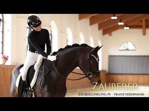 Hengst Zauberer (Zauberlehrling PS - Franz Ferdinand) 2025