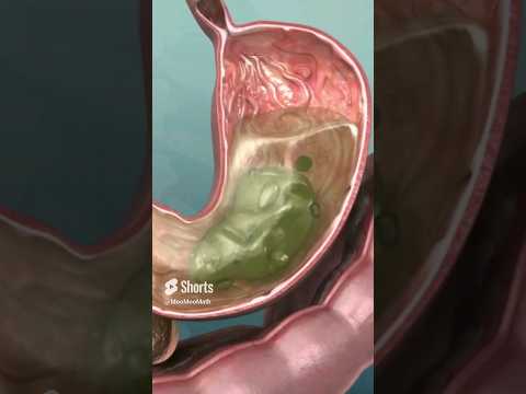 What is the role of mucus in the stomach?