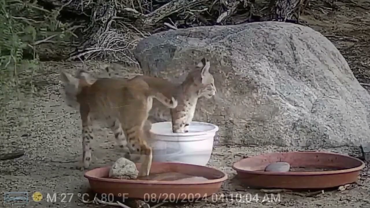 S2E17: Bobcat Kittens At Play (Part 2)