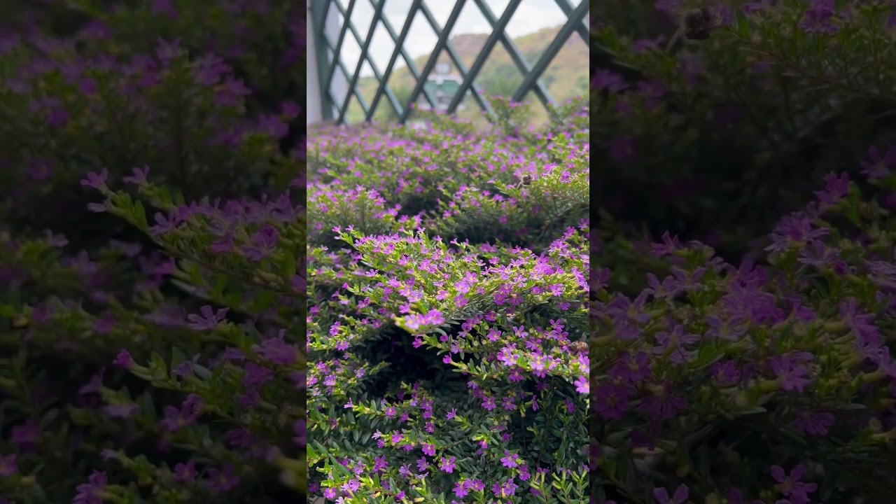 Honey bees collecting nectar from flowers. #flowers #honey #honeybees