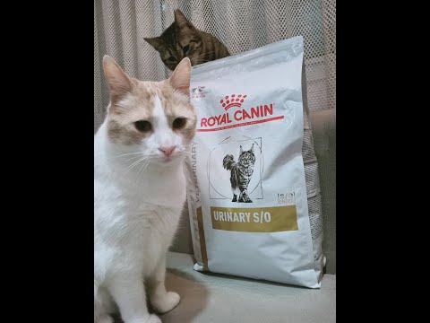 Royal Canin Urinary S/O Cat Food Review (for cats with FLUTD, bladder stones, kidney stones)