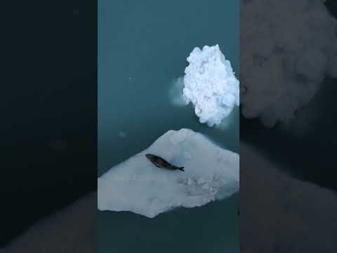 Scientists study levels of toxic mercury in Antarctic mammals | AFP #shorts