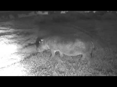 Djuma: Hippo comes to visit - 04:50 - 01/26/19