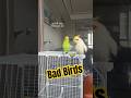 🦜 Bad Birds 🎥: birdcage_lab (IG) #shorts