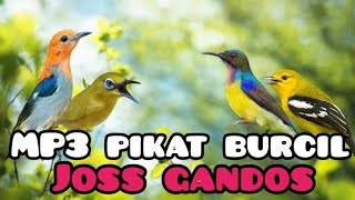 Download lagu MP3 pikat Burcil JOSS GANDOS  mp3