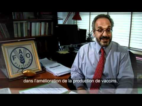 Influenza aviaire :procédures d'échantillonnage et tests de laboratoire