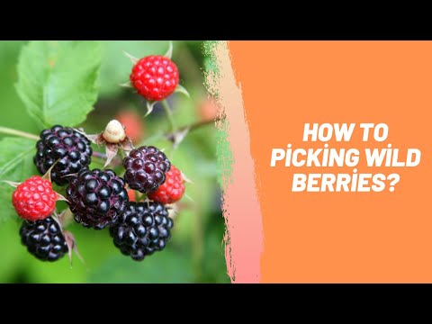 How To Picking Wild Berries?