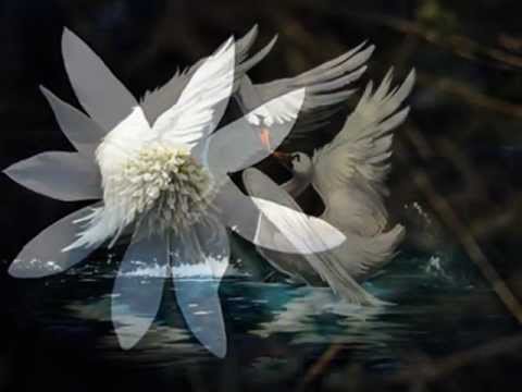 ~Ion Luican  -De ziua nuntii tale-ti  scriu_.wmv