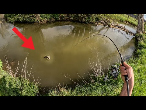 Forellen Angeln am kleinen Fluss 🎣