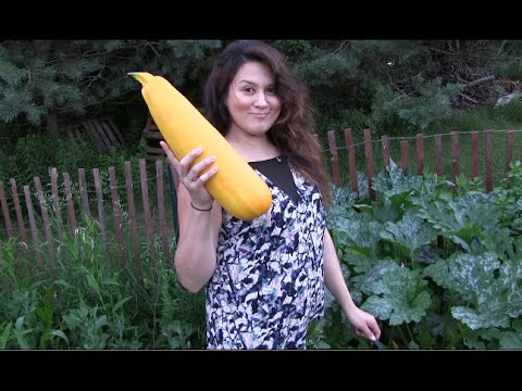 What Cuba can teach America about organic farming