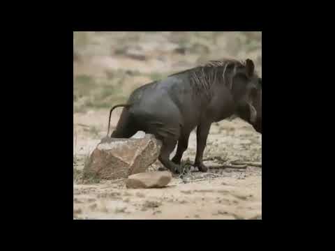 Animals Being Jerks | #shorts | r/animalsbeingjerks