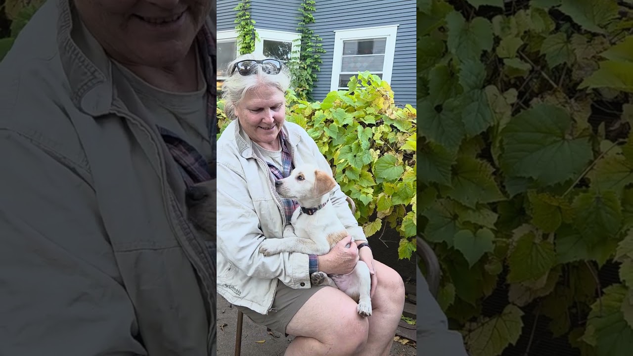 Enlarge Romeo, a Adoptable mixed breed in Saint Paul, MN video 5/5