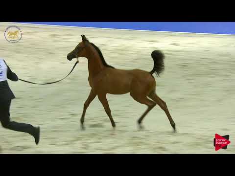 N 123 AJ MUSHRIF   Dubai 2019