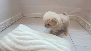 ハーフ犬の動画01