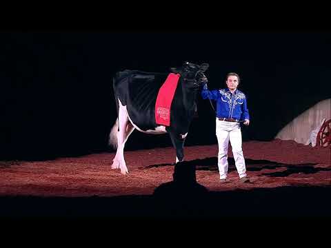 Supreme Champion of the Junior Show