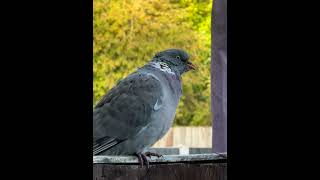 #birds #pigeon #obese serious obese