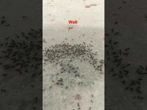 chiti ka janjal #shorts