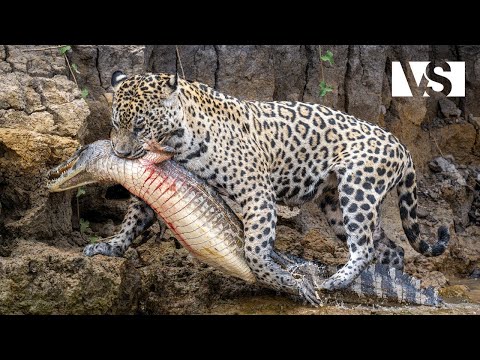 AMAZONIA SĂLBATICĂ | Prădători Silențioși în Cea Mai Deasă Pădure Tropicală din Lume – Documentar