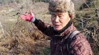 (귀농)매실나무 가지치기(초보자를 위한 쉽고 간단한 전지작업)