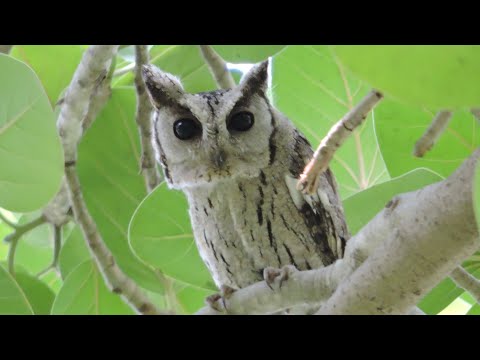 Indian Scops-Owl — Otus bakkamoena — hlas a video