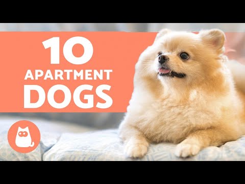 YouTube video about: Are mini goldendoodles good apartment dogs?