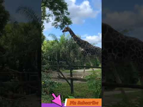 Video No.24  / Adeel Collection   #Shorts