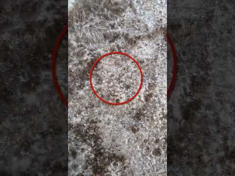 When Your Mushroom Monotub is Almost Ready for Fruiting Conditions - Colonization with Pins #shorts