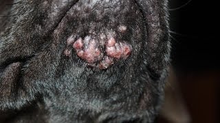 Canine Acne - Cleared up with a household product.
