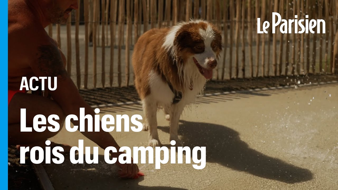 « Ici, il y a tout pour les toutous » : ce camping où les chiens sont rois