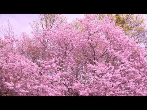 Zay Uzumaki- DMC 2 prod The Local Man & Nedarb Negrom