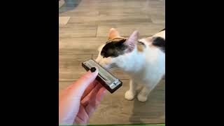 Harmonica cat