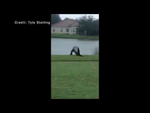 Giant alligator crosses Florida golf course.