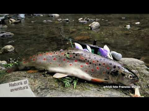 Natura si aventura: Pescuit de pastrav in vestul tarii