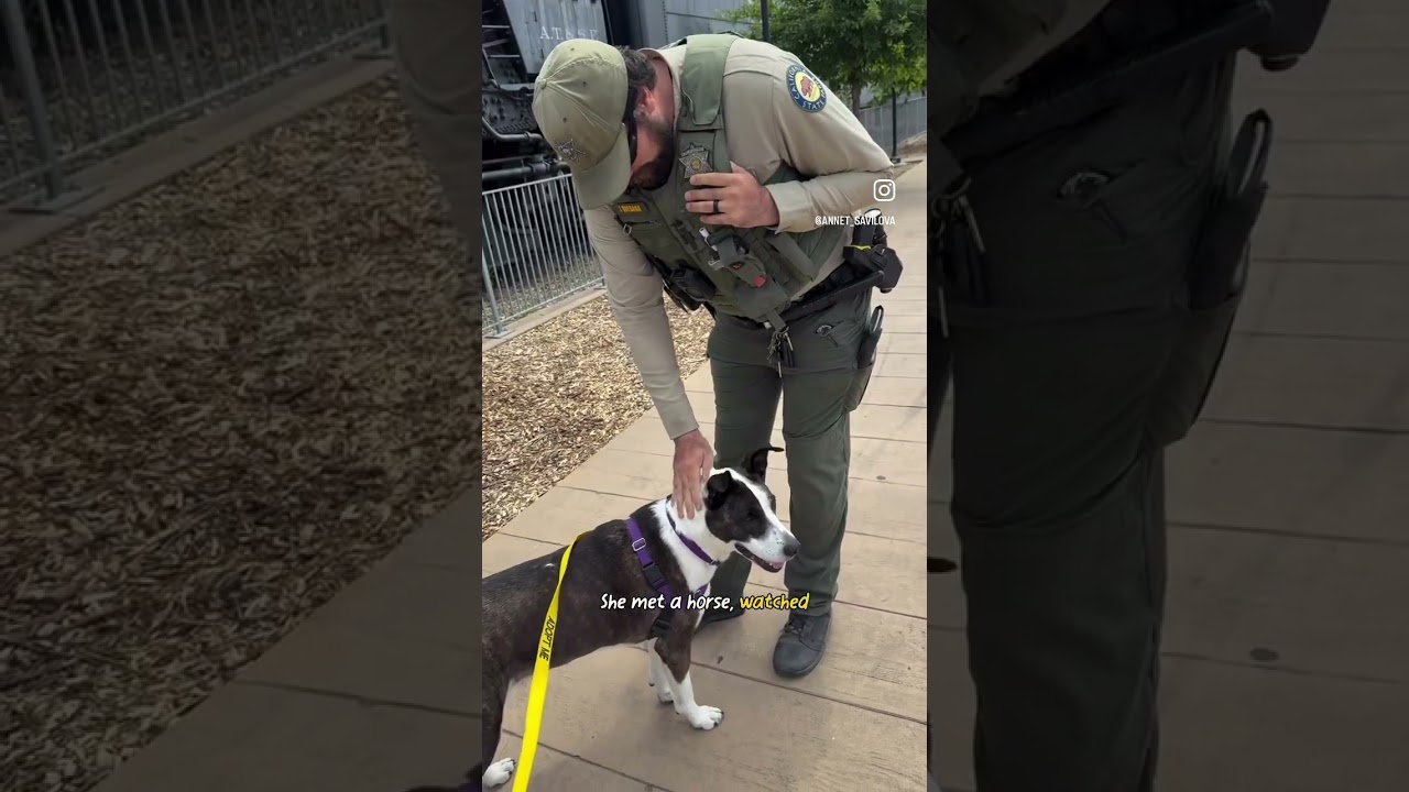 Joy, an adoptable mixed breed in Sacramento, CA video 5/6