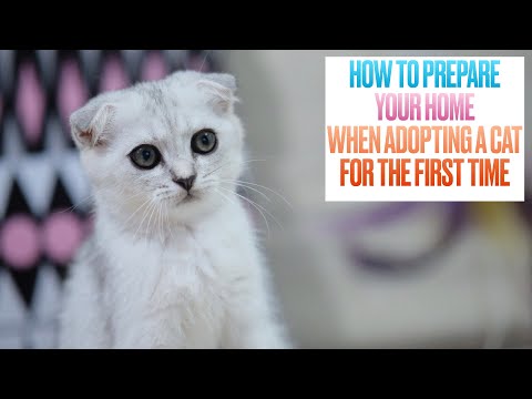 How to Prepare Your Home When Adopting a Cat for the First Time