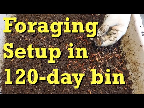 Proper foraging setup for oldest 120-day red wiggler worm bin - vermicomposting