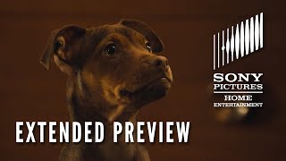 Video trailer för A DOG'S WAY HOME: Extended Preview - Now on Digital! On Blu-ray 4/9