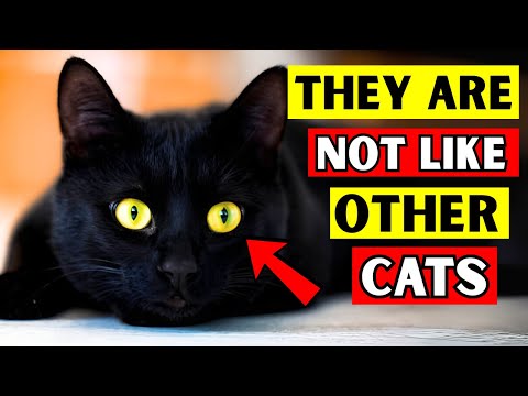 13 UNIQUE FACTS ABOUT BLACK CATS!