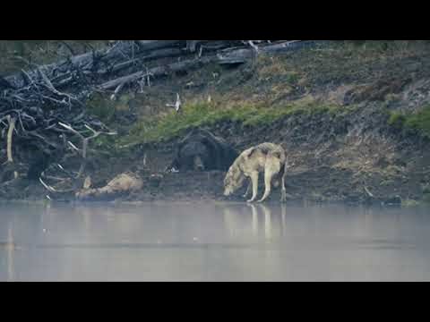 Grizzly Lazily Fends off Its Meal from a Wolf || ViralHog