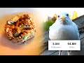 Baking My Pet Seagull A Cake For 3 Million Followers