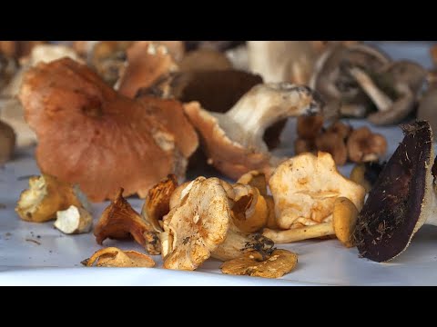 Najljekovitije, najopasnije, ali i najukusnije gljive našeg podneblja