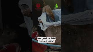 في غزة.. القوارض لم تعد مصدر ... 